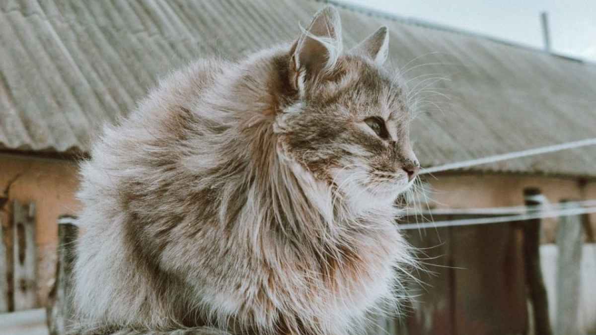 Reasons to Get Your Next Siberian Cat Pet Online