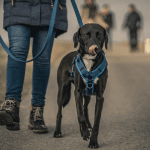 The 5-Step Method for Leash Training a Puppy