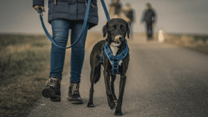 The 5-Step Method for Leash Training a Puppy