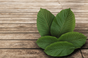 Red Malay Kratom and its Benefits for Your Mood and Stress