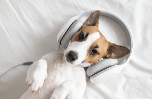 Small Dog Breeds Perfect Companions for Apartment Living