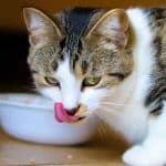 The Pros and Cons of Dry Cat Food