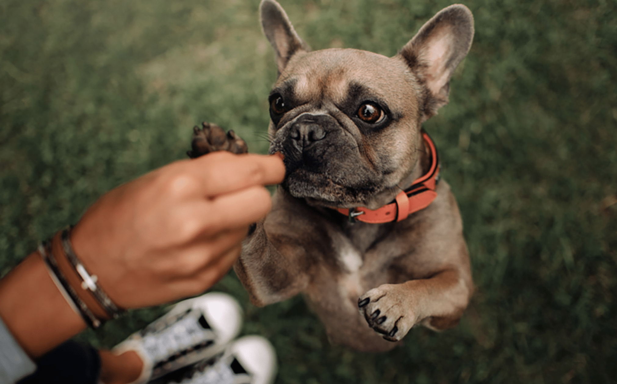 Herbal Dog Treats The Tasty Way to Boost Your Pup's Wellness