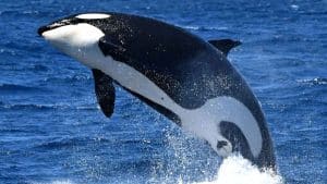 What You Should Know About Bremer Bay Killer Whales?