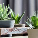 5 Houseplants That Blend Well in a New Condo