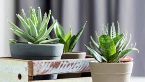 5 Houseplants That Blend Well in a New Condo
