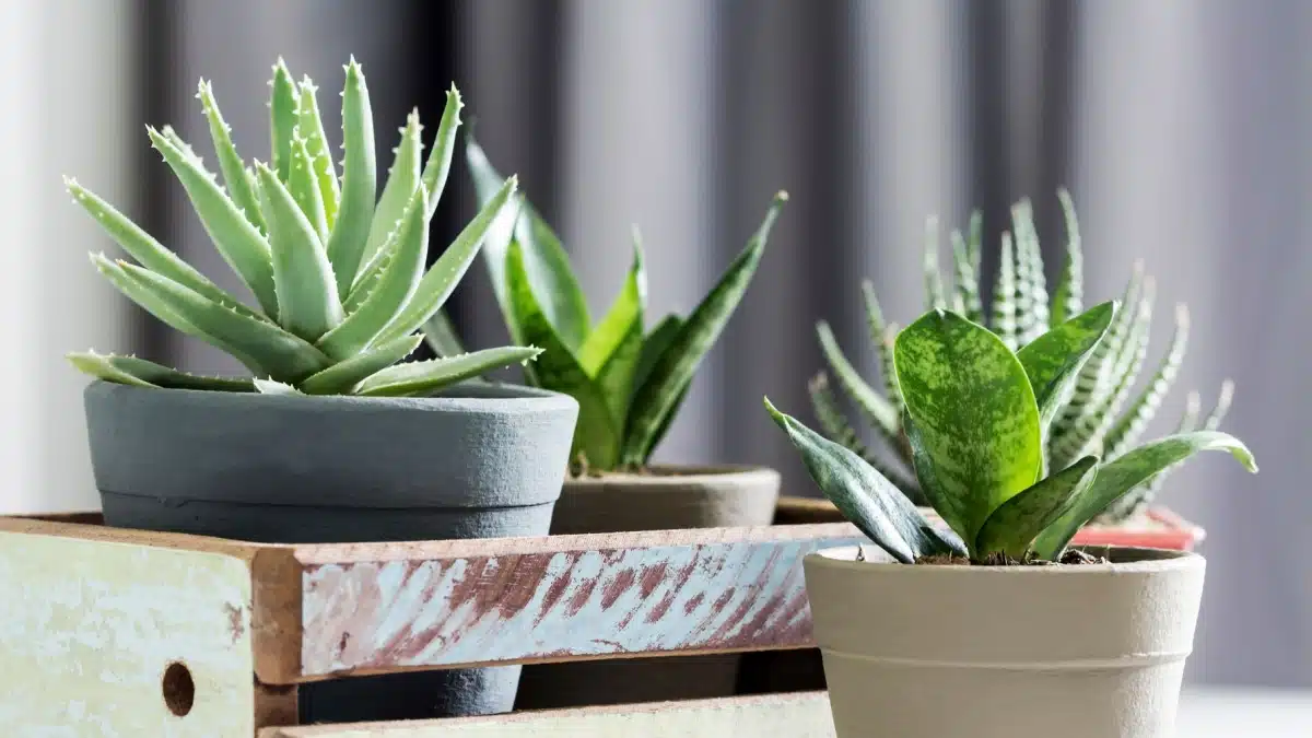 5 Houseplants That Blend Well in a New Condo