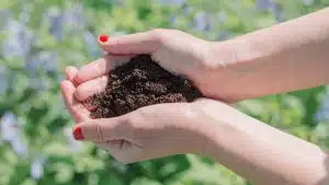 Are coffee Grounds good for your Plants