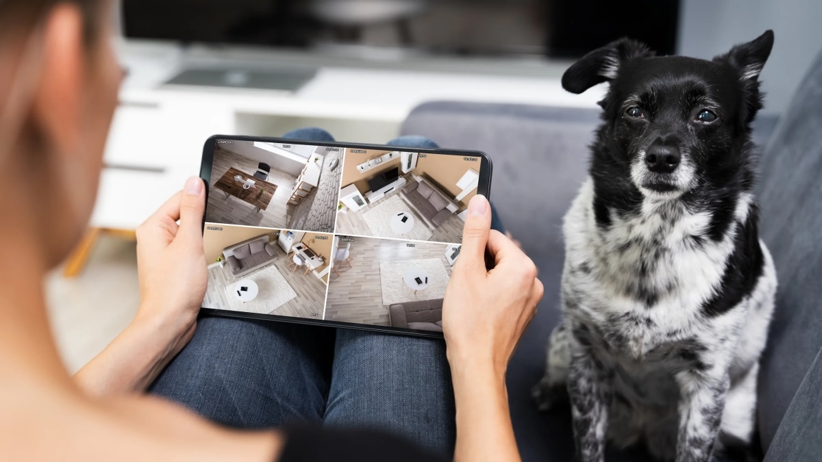 Latest Tech Inventions to Make Pet Living in Condos Better
