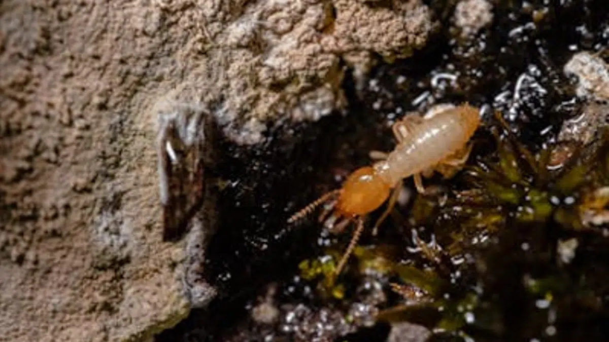 4 Reasons Why Your Brick House is Also at Risk of Termites