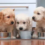 4 Clever Ways to Feed Your Pet