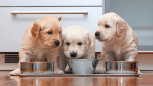4 Clever Ways to Feed Your Pet