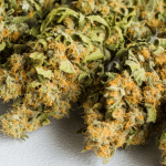 Image 1 of Why People Use White Nerds Strain For Relaxation And Self-Care